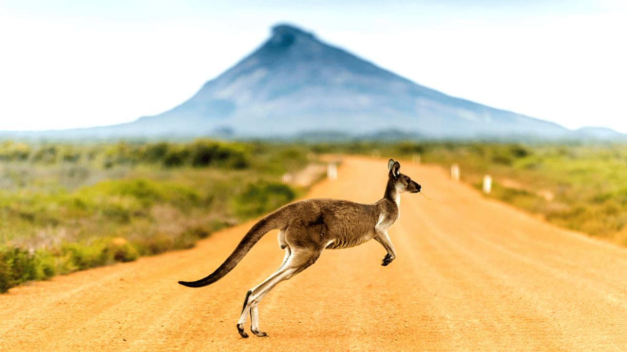 Открываем Австралию с DiscoverySpecial