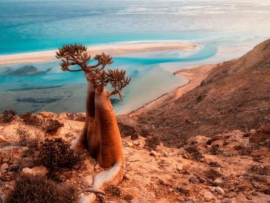 Откройте остров Сокотра с DiscoverySpecial