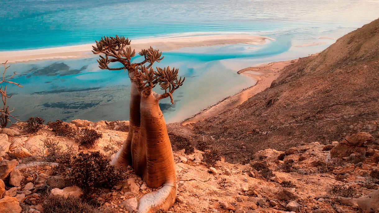 Откройте остров Сокотра с DiscoverySpecial