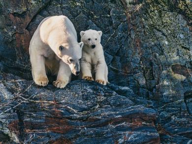 В гости к белым медведям: круиз на остров Врангеля