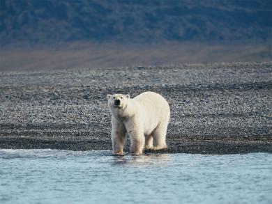 Приглашаем на остров Врангеля