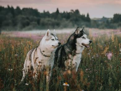 Неделя в Карелии: дог-треккинг, велопрогулки и рафтинг