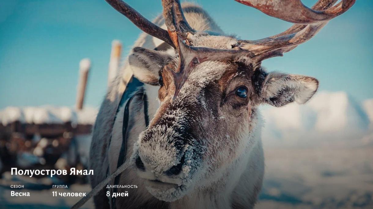 Ямал: оленеводы, чумы и полная перезагрузка