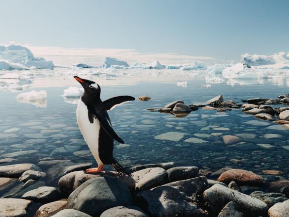 Новогодняя Антарктида: круиз RussiaDiscovery