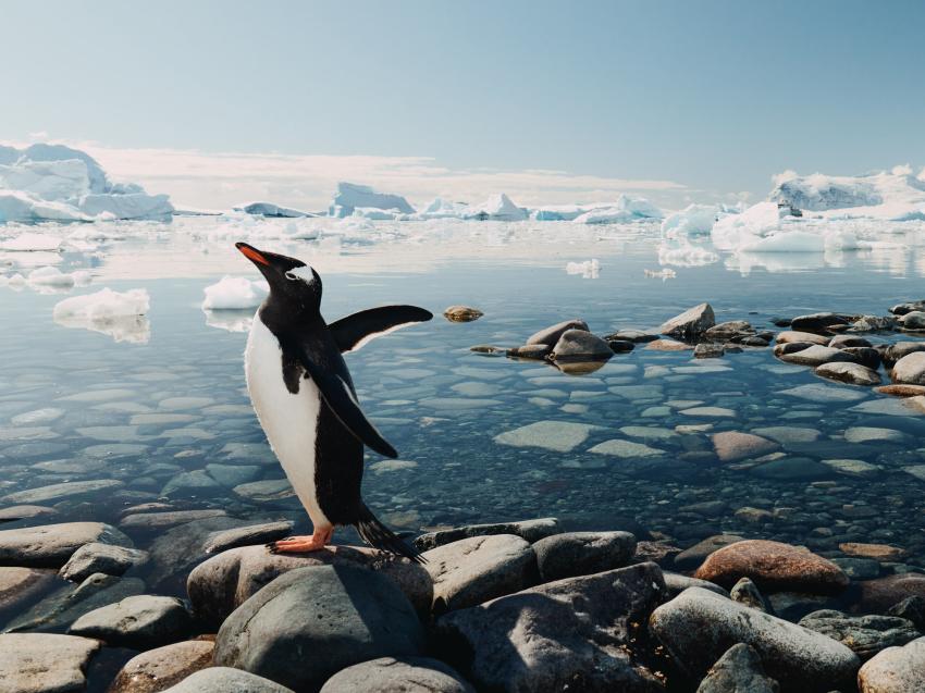 Новогодняя Антарктида: круиз RussiaDiscovery