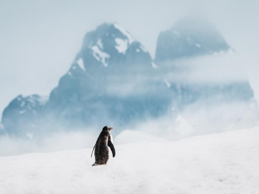 Новогодняя Антарктида: круиз RussiaDiscovery