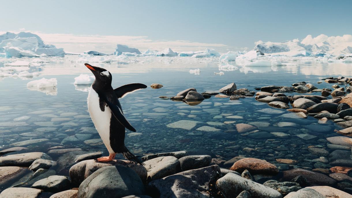 Новогодняя Антарктида: круиз RussiaDiscovery