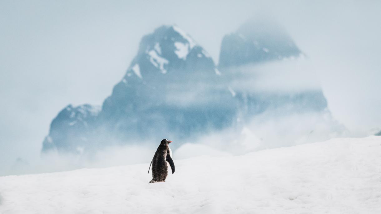 Новогодняя Антарктида: круиз RussiaDiscovery