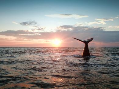 Открыли раннее бронирование нашего флагманского тура на Шантарские острова