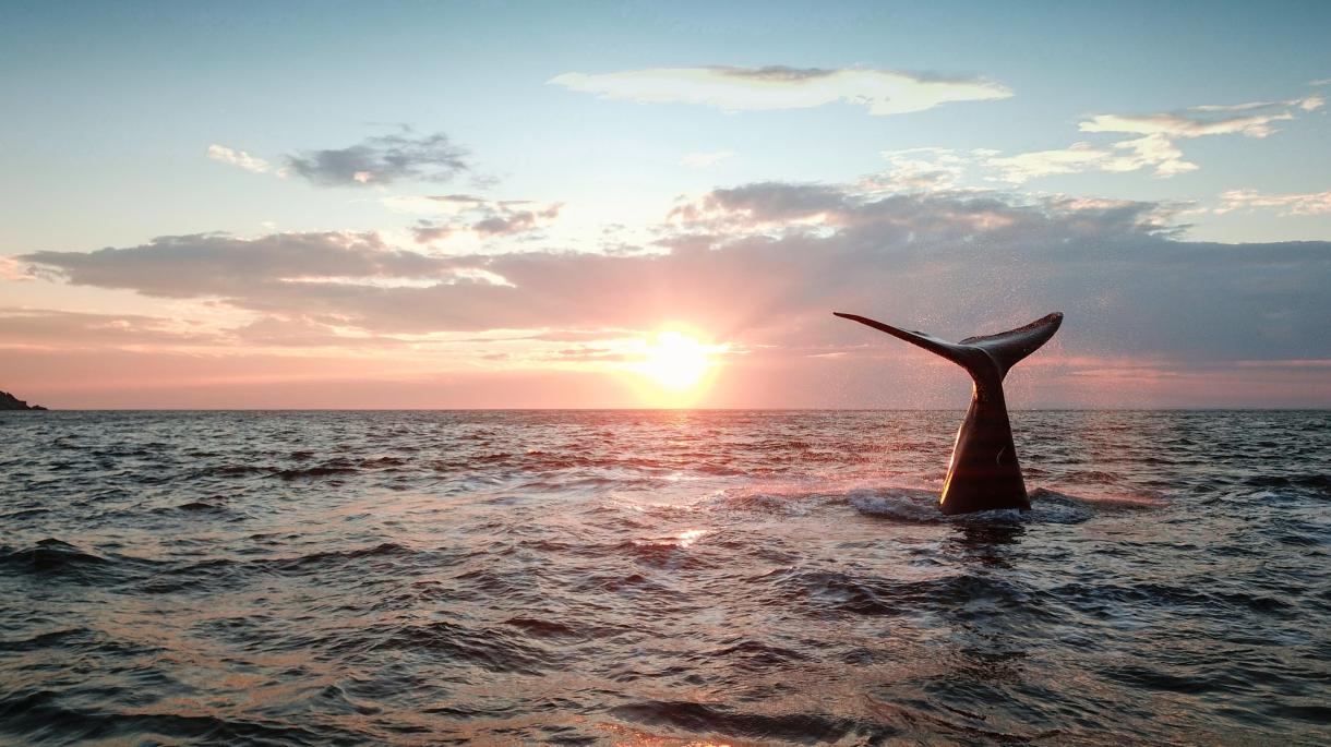 Открыли раннее бронирование нашего флагманского тура на Шантарские острова