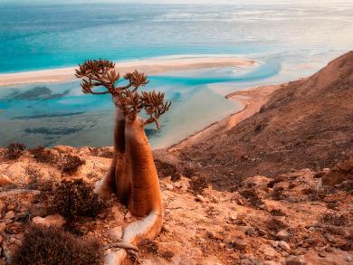 Сокотра — последний затерянный мир