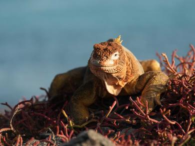 Галапагосы: драконы, вулканы и гигантские черепахи