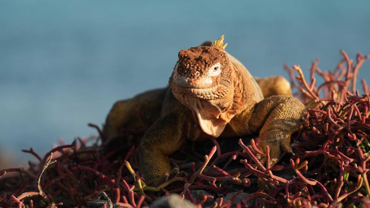 Галапагосы: драконы, вулканы и гигантские черепахи