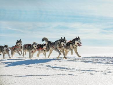 Собаки Севера: верные помощники и веселые компаньоны