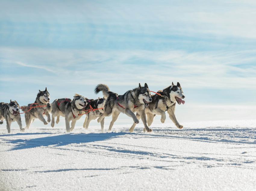 Собаки Севера: верные помощники и веселые компаньоны