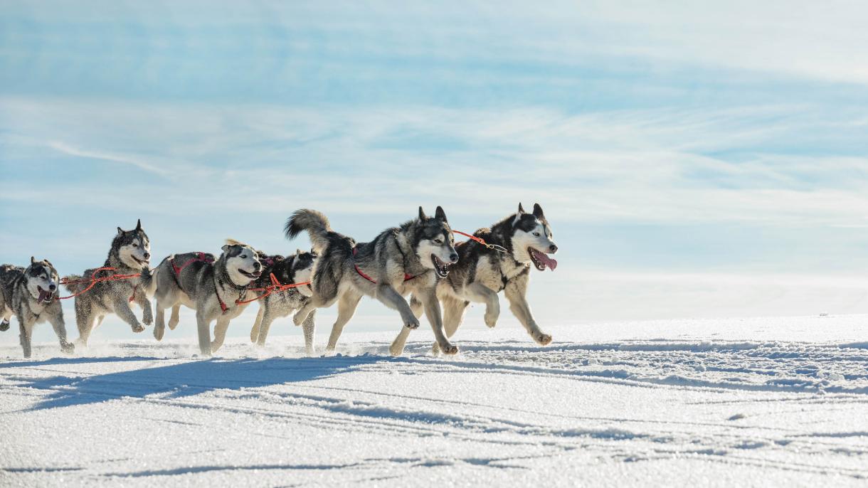 Собаки Севера: верные помощники и веселые компаньоны