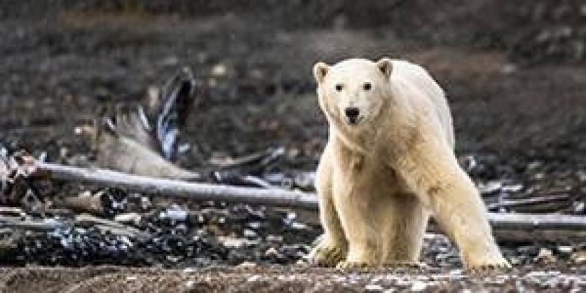 Круиз на остров Врангеля
