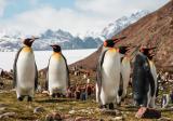 В гости к королевским пингвинам