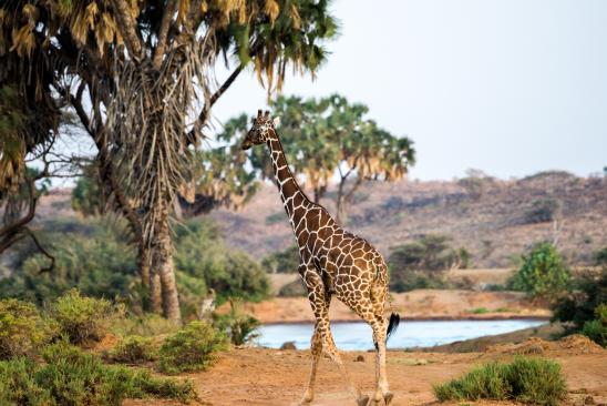 Семейное сафари в Кении