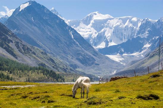 К вершине священной Белухи