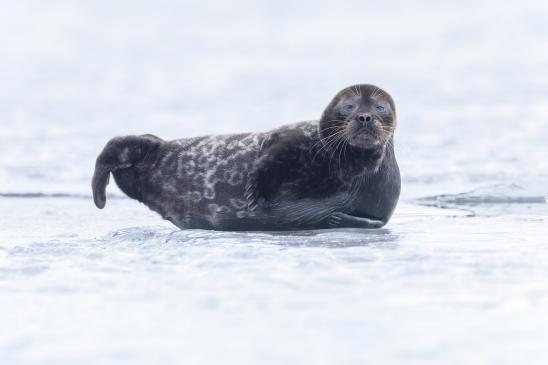 В поисках ладожской нерпы