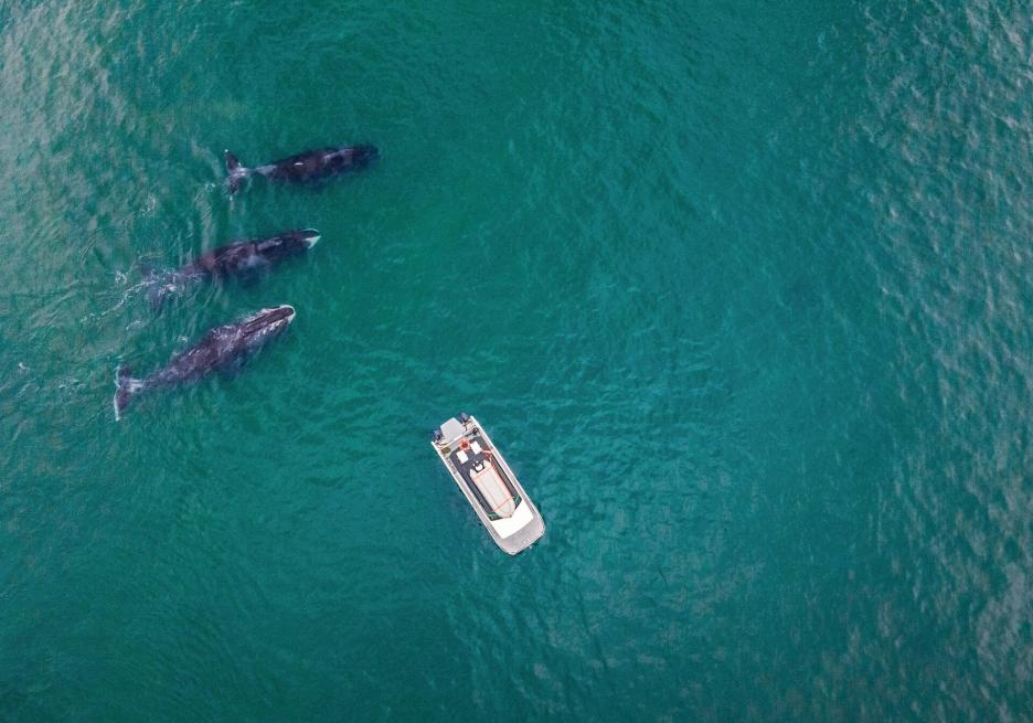 Косатки в Охотском море