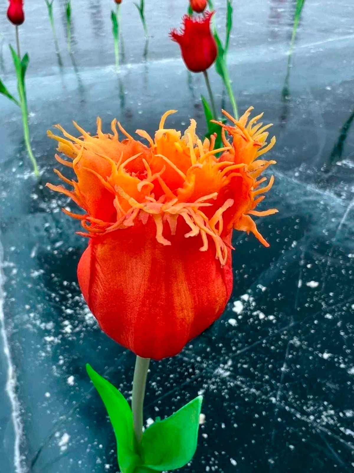 Фото из отзыва