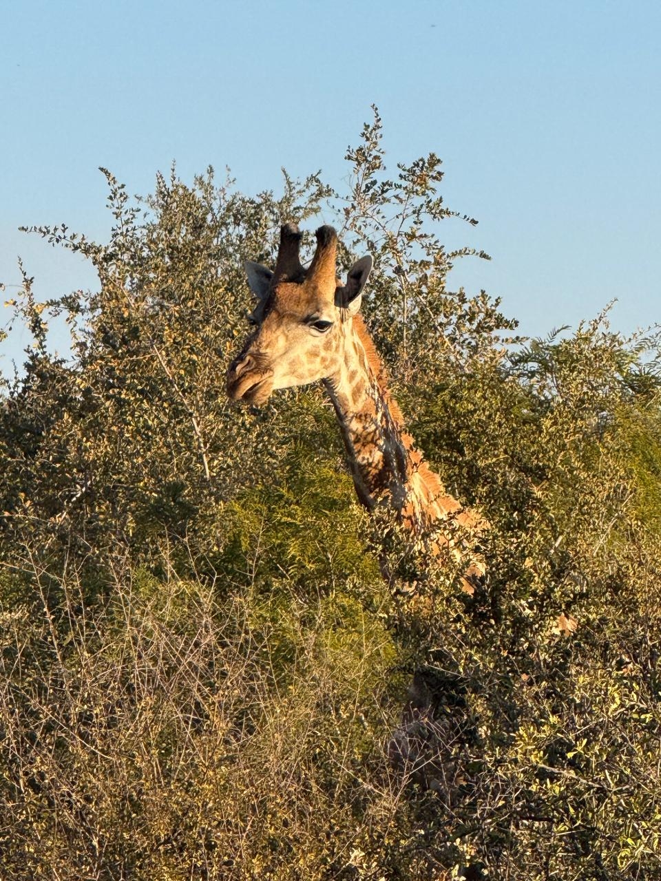 Фото из отзыва