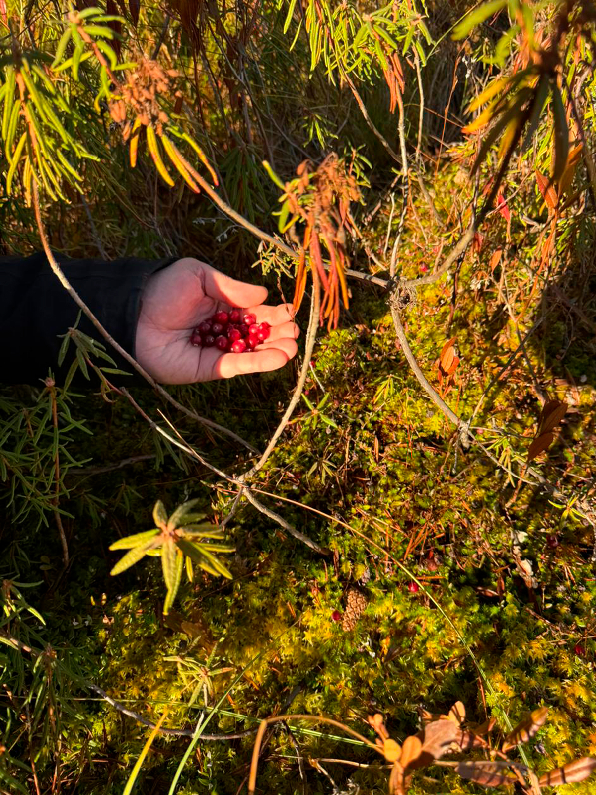 Фото из отзыва