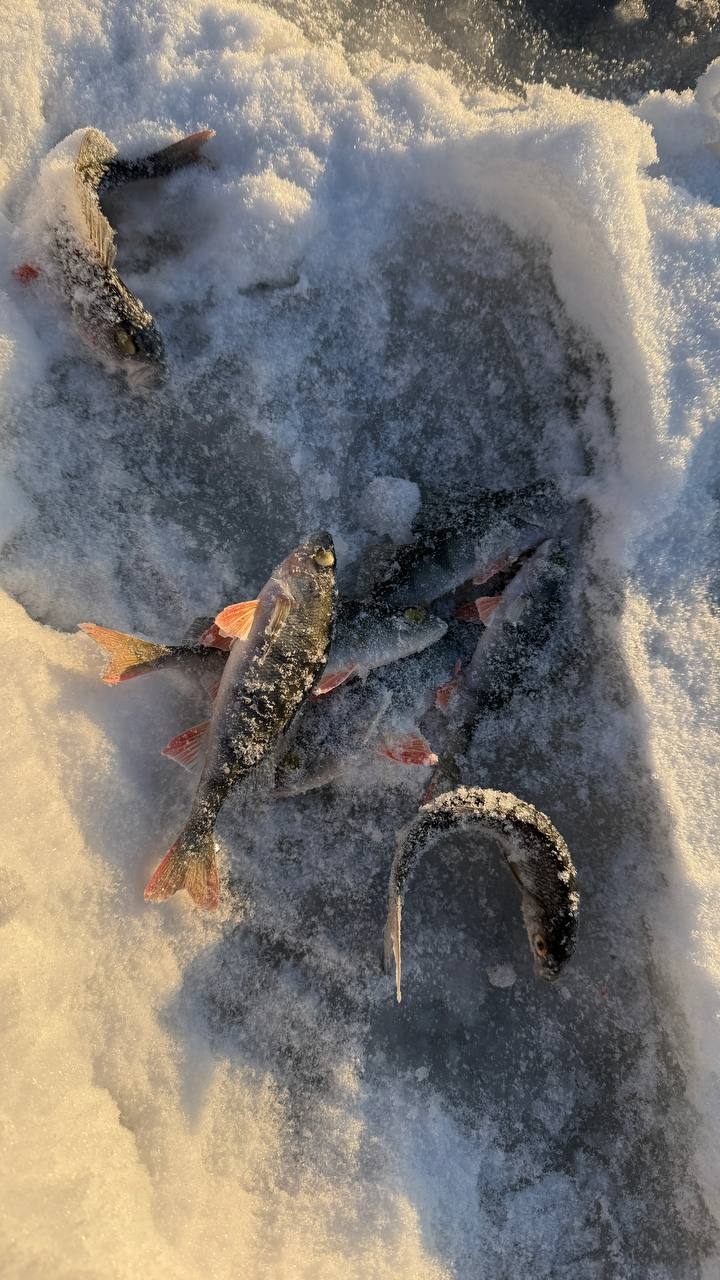 Фото из отзыва