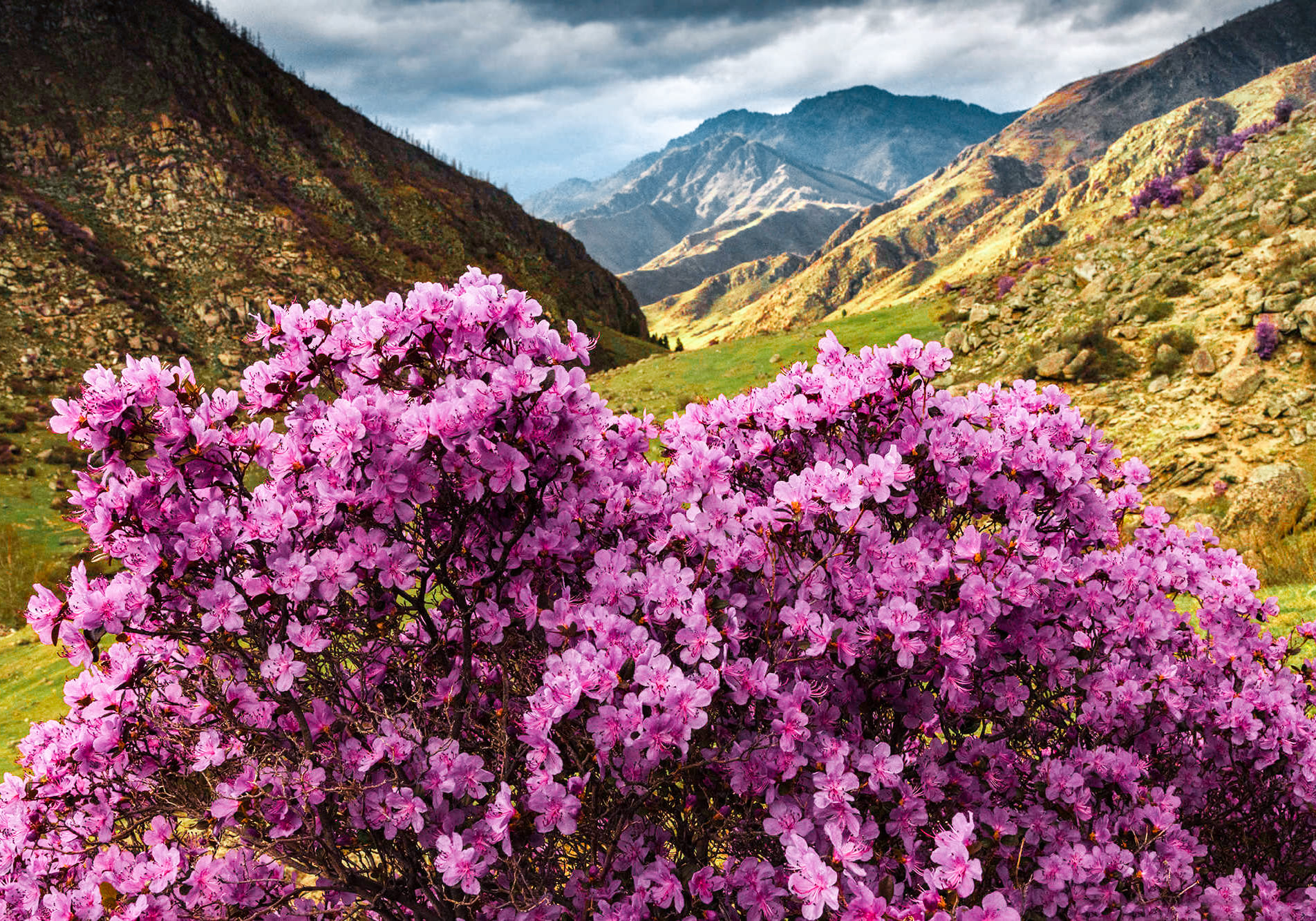 Цветущий Алтай