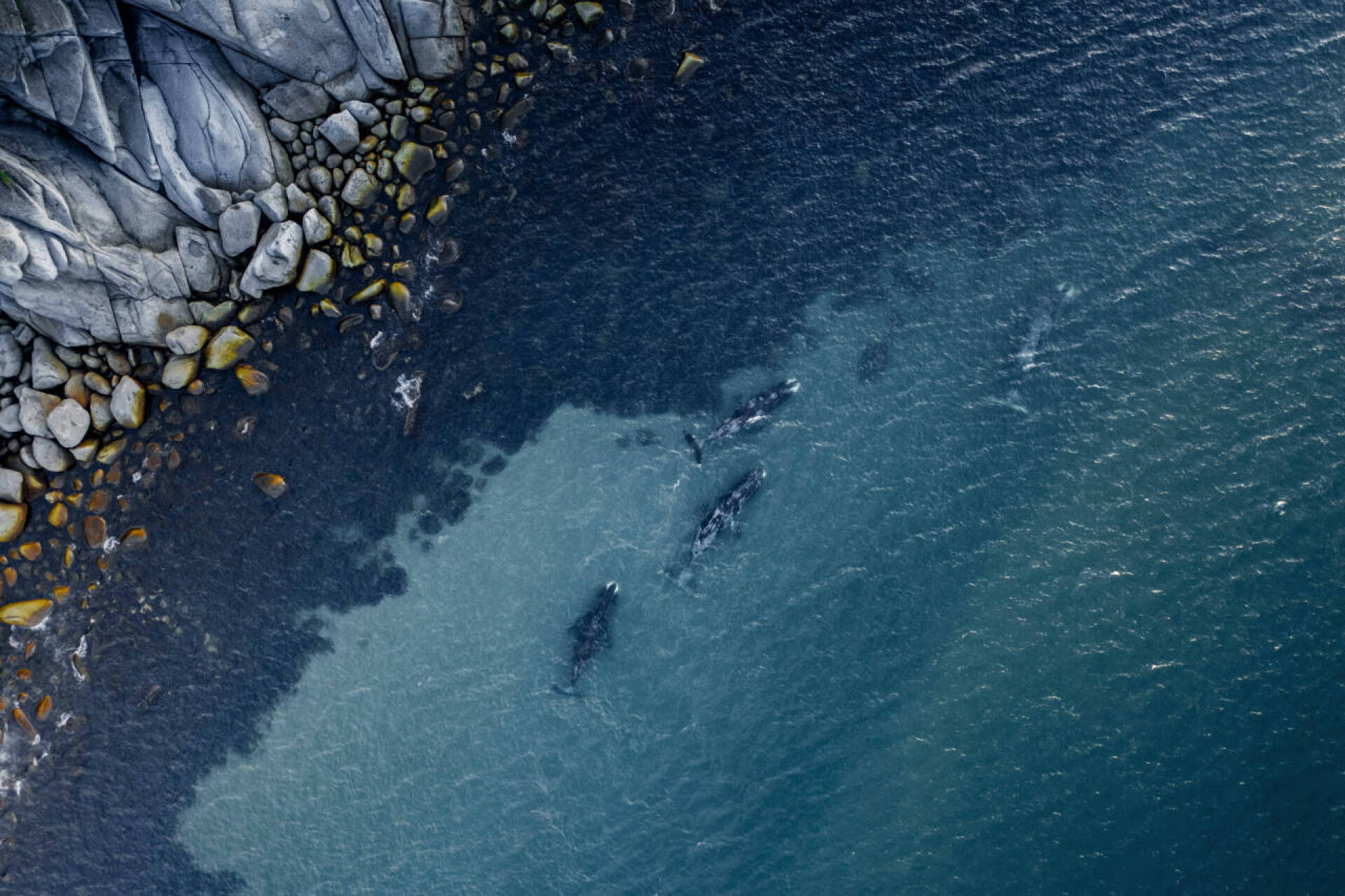 Тур на Шантары с вертолетной заброской — Китовая бухта