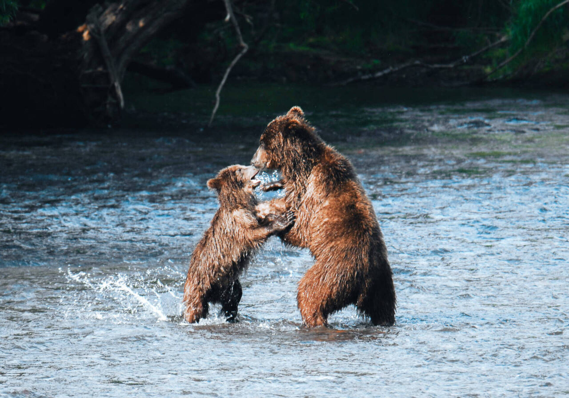 Тур к медведям на озеро Двухюрточное — Дикая Камчатка