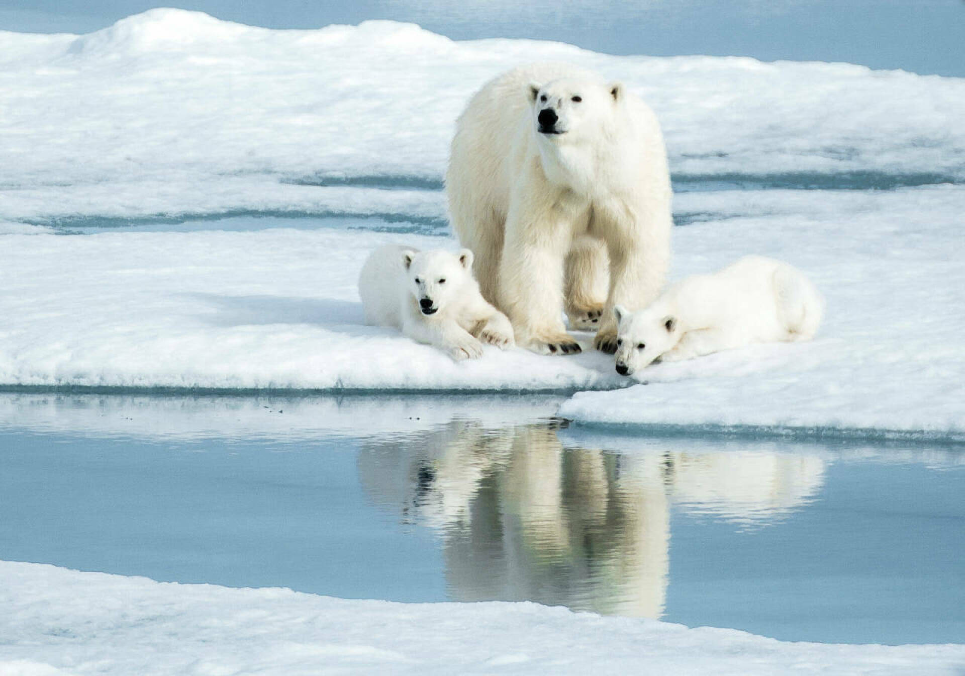 Медведи живут на севере. Северный Ледовитый океан белый медведь. Белый медведь Северный полюс. Шпицберген белые медведи. Белые медведи в Арктике.
