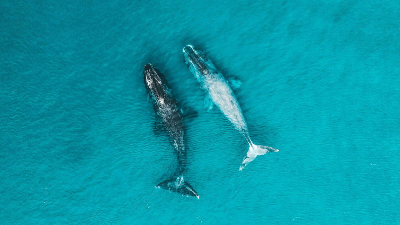 Осуществите мечту увидеть китов