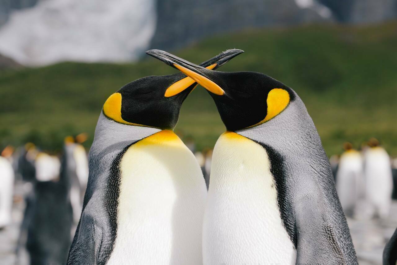 Аудиенция у королевских пингвинов