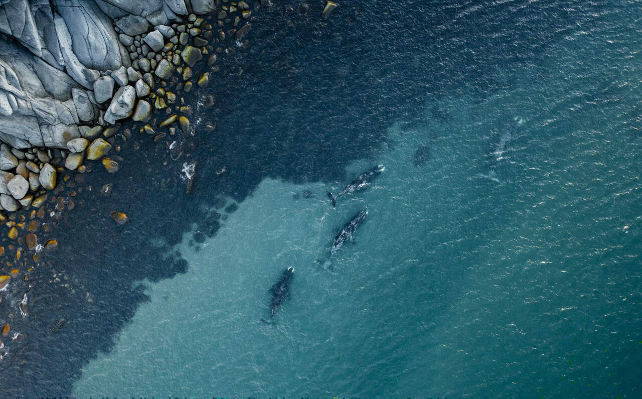 Китовая бухта